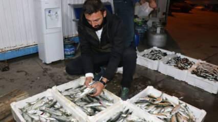 Zonguldak'ta balıkçılar limana 2 bin kasa balıkla döndü
