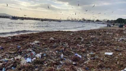 Kadıköy'de utandıran görüntü: Sahil çöple dolu!