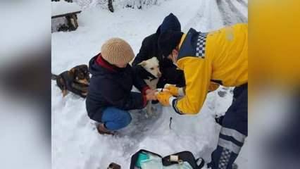 Bakan Koca, yaralı köpeğe müdahale eden paramedik Mustafa Baran'ın fotoğrafını paylaştı