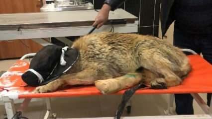 Bingöl'de yaralı bulunan kurt, Kars’ta tedaviye alındı