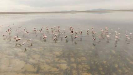 Flamingolar Düden Gölü'ne erken geldi