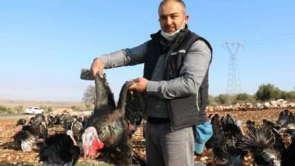 Gaziantep'te misafiri için hindi bulamayan adam çiftlik kurdu! Taleplere yetişemiyor