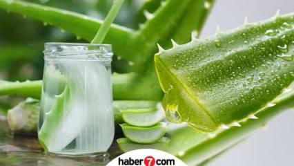 Aloe Vera Nasil Yetistirilir Aleo Vera Yapraklari Nasil Canlandirilir Evde Aloe Vera Bakimi Yasam Haberleri