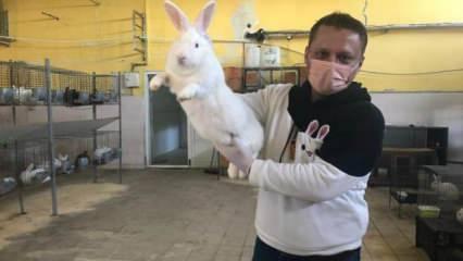 Öğretmenliği bırakıp tavşan çiftliği kurdu