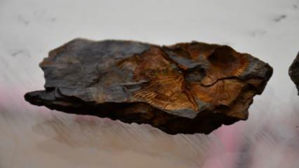 Bir çoban Şırnak'ın dağlarında binlerce yıllık olduğu tahmin edilen midye fosili buldu!