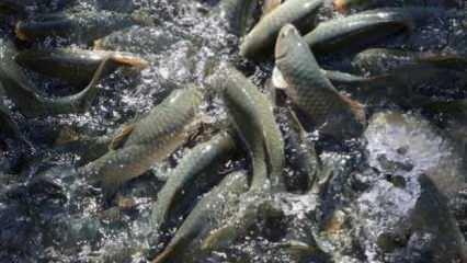 Balıklıgöl'de balık ölümleri raporlaştırılıyor!