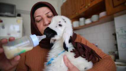 Elazığ'da kanser tedavisi gören 2 çocuk annesi kadına sahiplendiği kuzu terapi oldu!