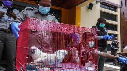 Endonezya'da koruma altındaki t&uuml;rleri ka&ccedil;ırmaya &ccedil;alışan hayvan ka&ccedil;ak&ccedil;ıları yakalandı	