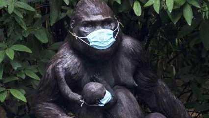 İnsan dışı ilk aşı: Goriller Kovid-19 aşısı oldu