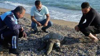 Sahile ölü Nil kaplumbağası vurdu