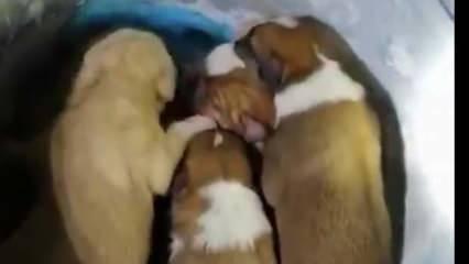 Yeraltı çöp konteynerine atılan 7 yavru köpek, itfaiye tarafından kurtarıldı
