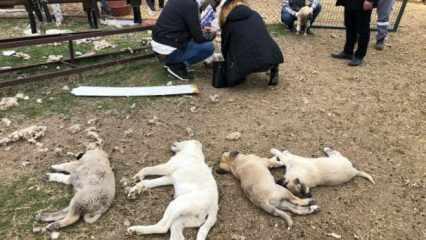 Ankara'da vahşet: 22 köpek zehirlenerek öldürüldü