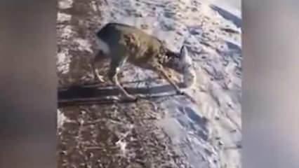 Soğuktan hayvanların yüzü buz tuttu, görenler hayrete düştü!