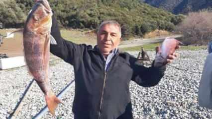 Amatör balıkçı oltasıyla 7 kiloluk sinarit avladı
