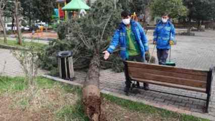 Fırtına parkın 25 yıllık çam ağacını devirdi