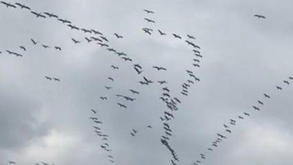Göç yolundaki Pelikanlardan muhteşem gösteri