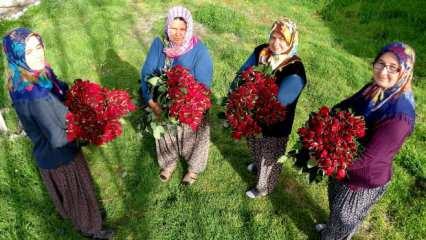 Osmaniye'de 20 kadın 'gül yetişmez' denilen yerde gül yetiştirdiler, siparişlere yetişemiyorlar