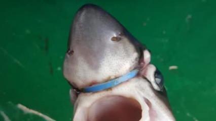 Yavru köpek balığının başına takılan plastik halkayı çıkardı