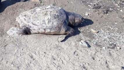 130 kiloluk kaplumbağa sahile vurdu
