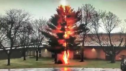 ABD’de okul bahçesine düşen yıldırım ağacı ikiye ayırdı