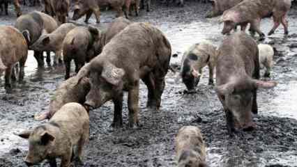 Çin’de bir çiftlikte Afrika domuz vebası tespit edildi