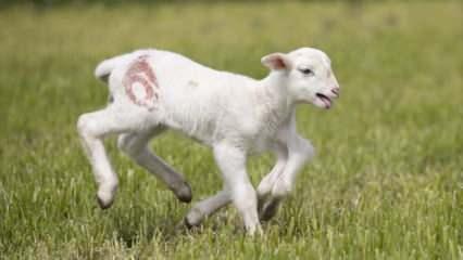 Edirne'de doğan 6 bacaklı kuzu g&ouml;renleri şaşırtıyor!