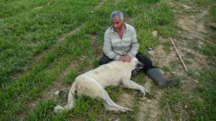 Öldürülen çoban köpeğinin başında gözyaşlarına boğuldu