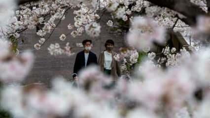 Sakura çiçekleri son bin 200 yıldır bu kadar erken açmadı!