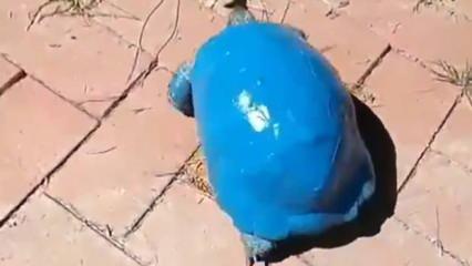 Kaplumbağayı maviye boyadılar! Büyük tepki çekti!