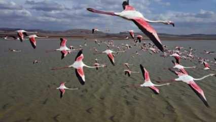 Türkiye'deki flamingoların muhteşem görüntüsü