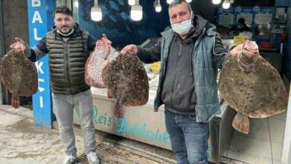 Karadeniz'de kalkan balığı bereketi: Kilosu 200 liradan satılıyor
