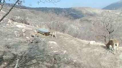 Dağ keçileri, fotokapanla görüntülendi