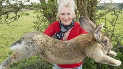 Dünyanın en büyük tavşanı kaçırıldı