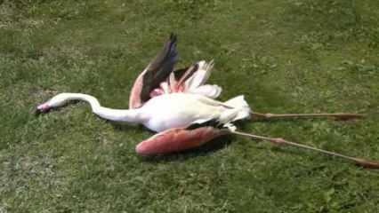 İzmir'deki flamingoların ölüm nedeni belli oldu