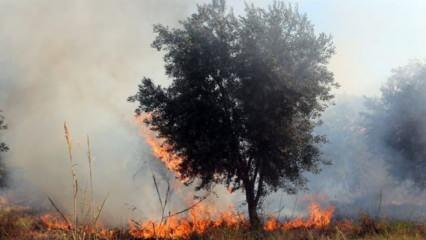 Yahudi yerleşimciler Filistinlilere ait onlarca zeytin ağacını ateşe verdi