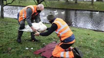Danimarka'da 19 bin kaz ve ördek kuş gribi nedeniyle itlaf ediliyor
