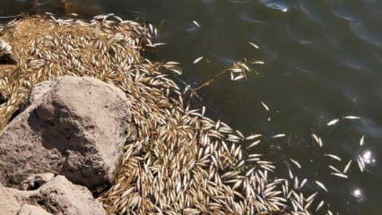 Dicle Nehri'nde binlerce ölü balık kıyaya vurdu