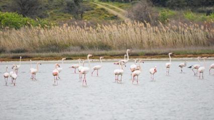 Gelibolu Yarımadası flamingolarla şenlendi