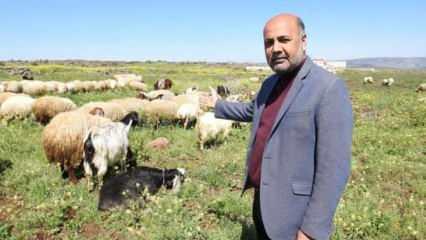 Manidar açıklama: Coine değil koyuna yatırım yapın