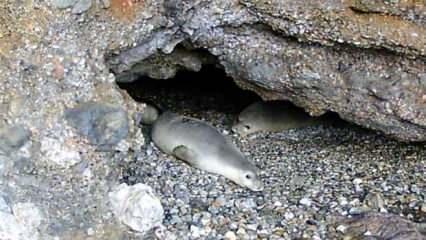 Mağarada 5 Akdeniz foku görüldü