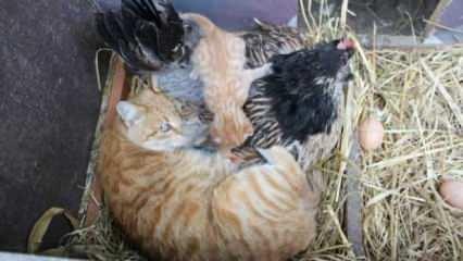 Yavru kedilerin ‘nöbetçi annesi’