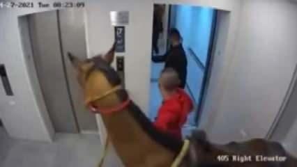 Atı asansöre bindirmeye çalışırken yakalandılar
