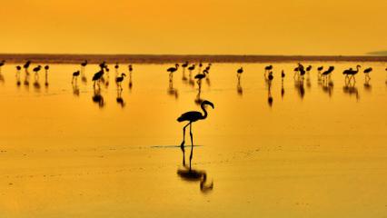 Kuş Cenneti Tuz Gölü flamingolarla şenlendi