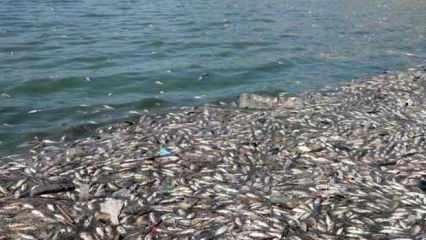40 ton ölü balık sahile vurdu! Salgın uyarısı yapıldı