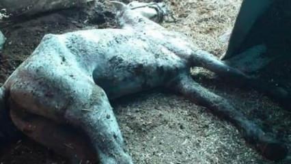 İşte İBB'nin sahip çıktığı(!) atlar, pislik içinde ölüyorlar!
