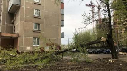 Moskova'da şiddetli rüzgar 56 ağacı devirdi