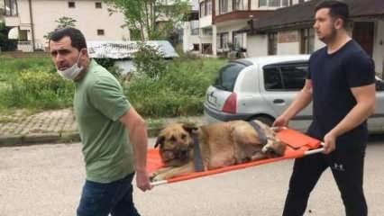 Otomobil çarpan köpeği sedye ile veterinere taşıdılar