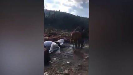 Sosyal medya korkunç görüntüleri konuşuyor! Bunlar İBB'nin kayıp atları mı?