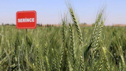 Yerli buğdaylar rekolteyi yüzde 20 artıracak