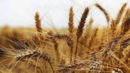 Buğday fiyatlarındaki kayıplar yüzde 3'ü aştı